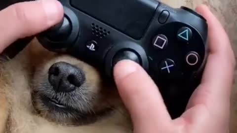 The cute and funny animal video