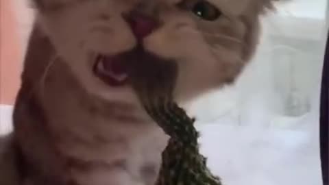 Funniest Cats 😹 / Funny Cats Life #shorts