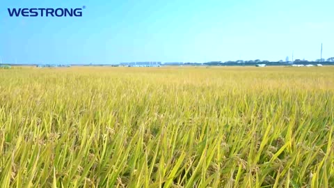 what you should know about riceharvester,harvester,agriculturemachinery