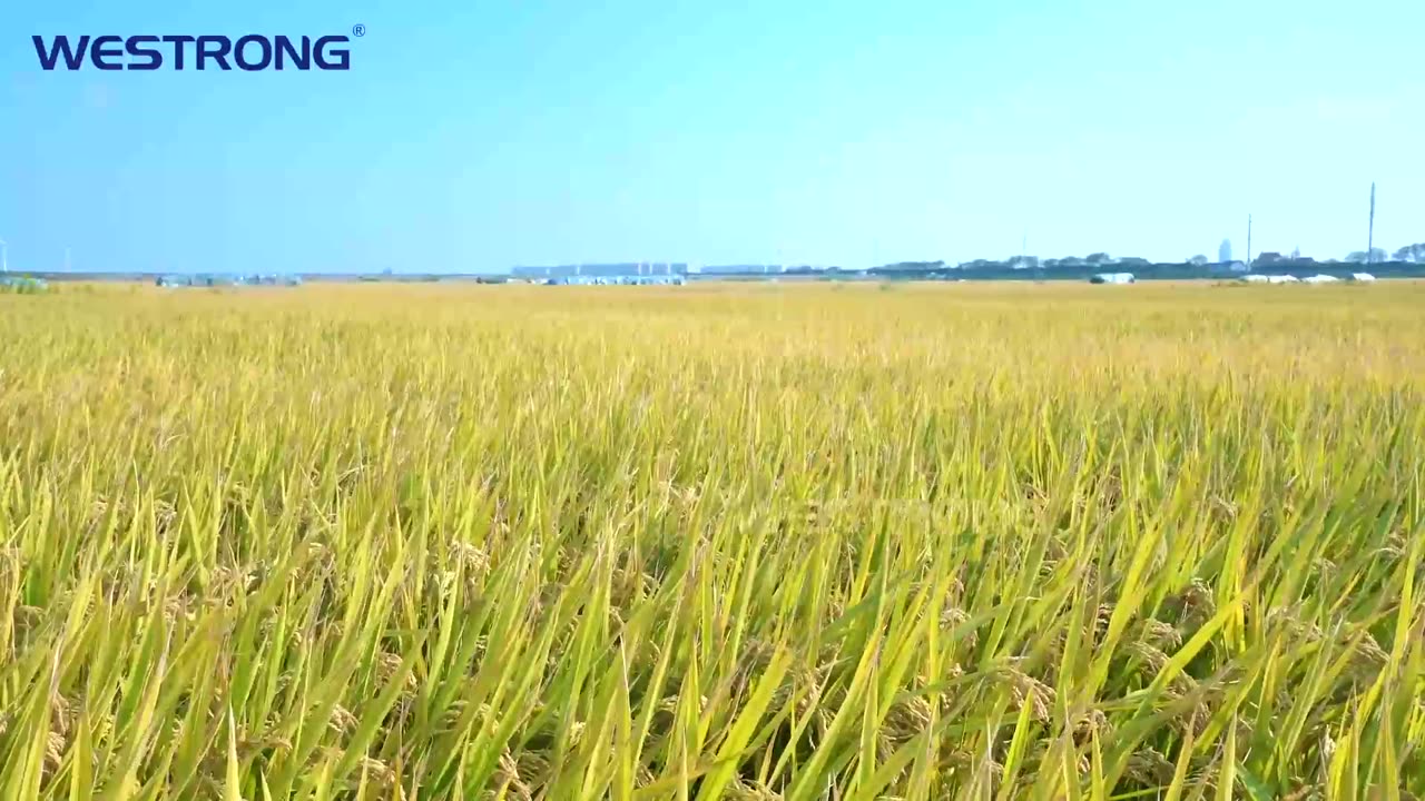 what you should know about riceharvester,harvester,agriculturemachinery