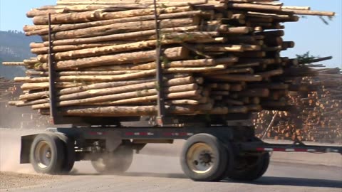 Heavy Loaded Truck with Woods