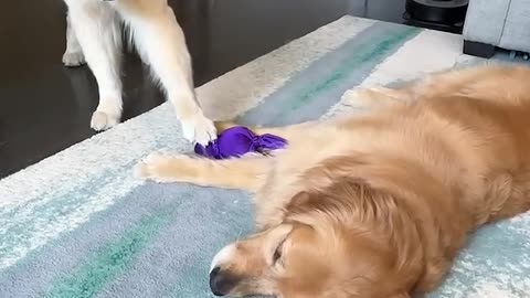 The Great Wubba Heist