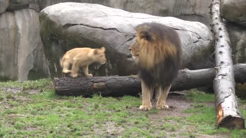 Lion cubs meet dad