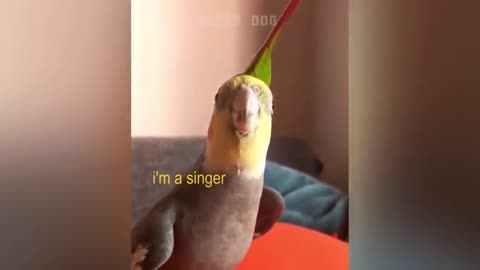 Smart And Funny Parrots Parrot Talking Videos Compilation P1 Super Dogs