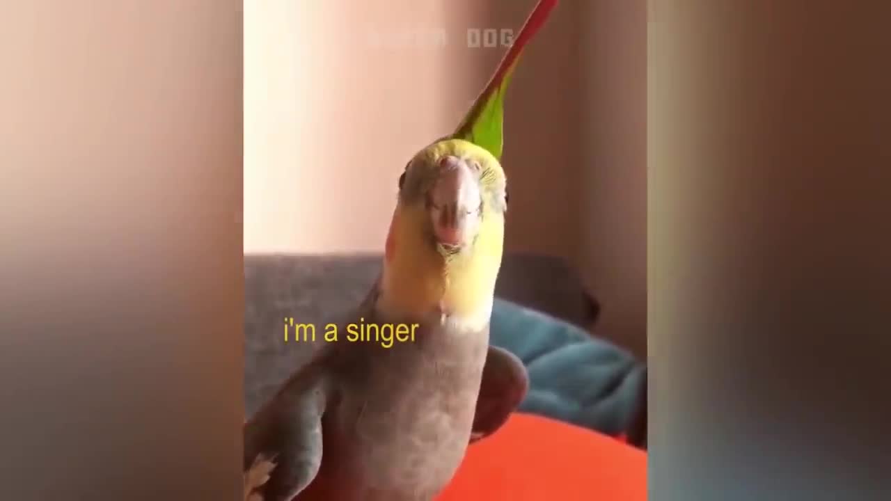 Smart And Funny Parrots Parrot Talking Videos Compilation P1 Super Dogs
