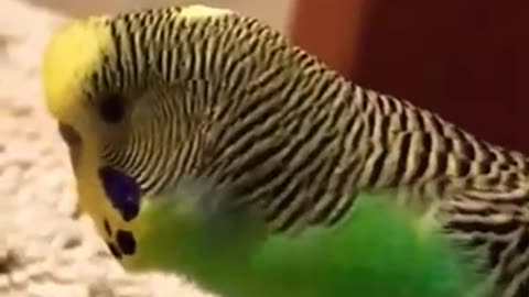 Meet my talking bird video