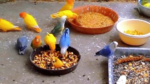 My love butts are very cute please like share and subscribe video