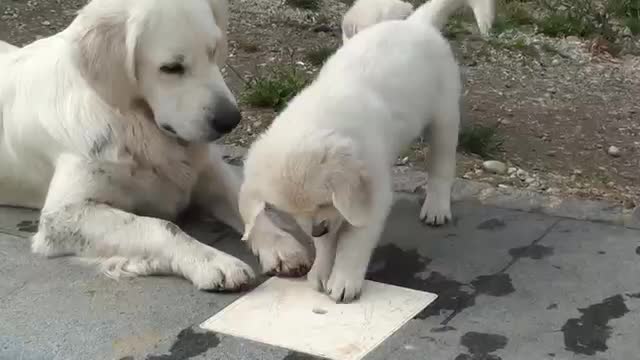 Funny dog.(Schwarm von Golden Retriever Welpen)