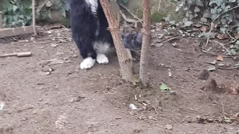 Cat 1