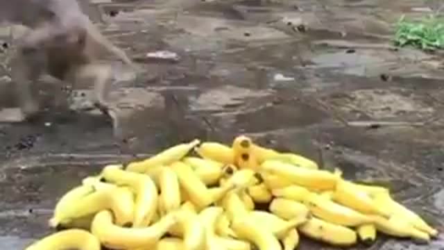 these monkeys know better than the greedy government