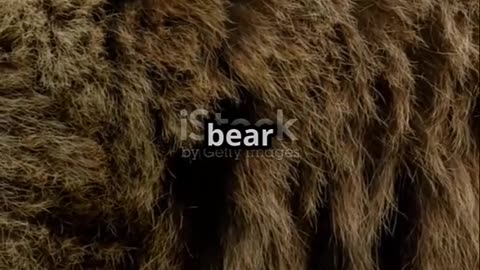 Training My Dog with a Grizzly Bear Near