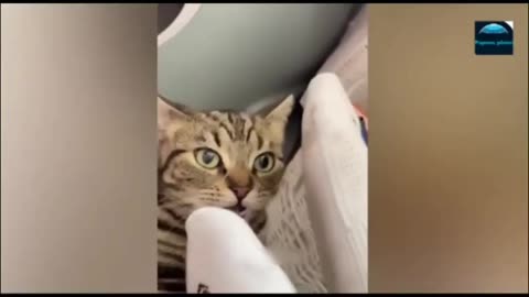 Best funny animal videos 😆 funniest videos of cats 🐈 and 🐕 🐶 😝