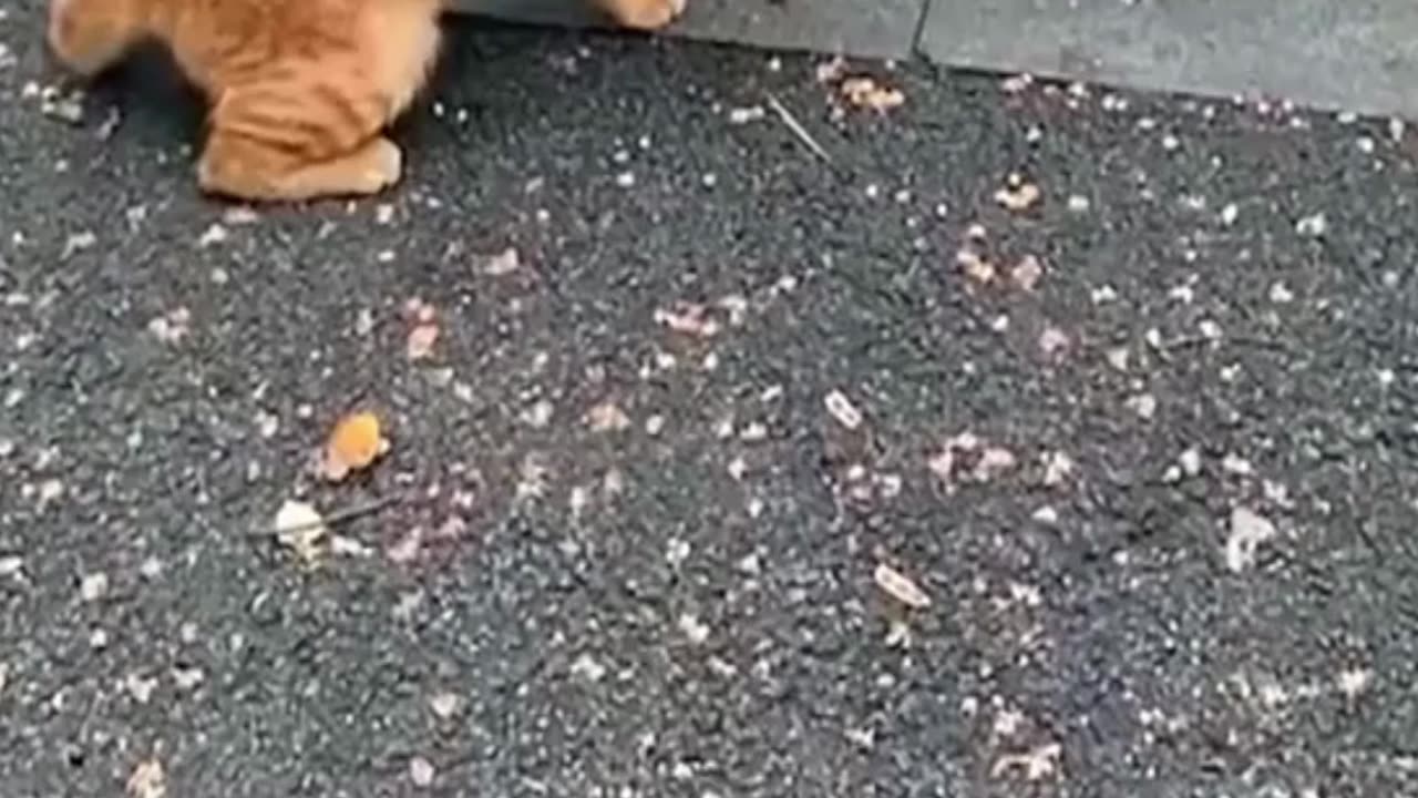 Try not to laugh 2023 best funny cat videos