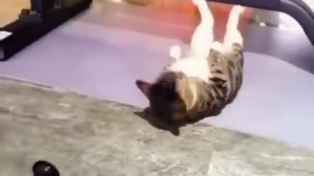 Animals fanny videos 2022