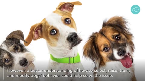 How can owners sort out their dogs behavior?