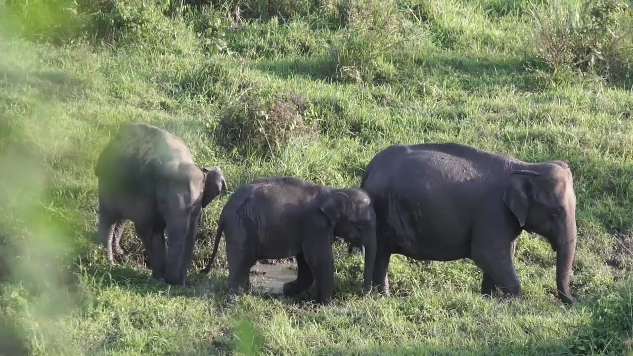 99% logon ko nahi pata aanokha or adbhud Janvaro ke bare main Animals fact !