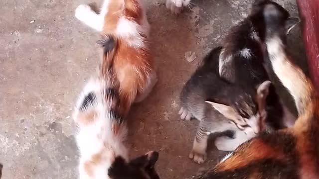 From the begun they five kittie