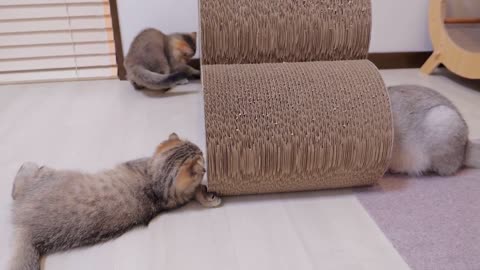 The kitten that chased after me when I stopped petting it was so cute. - 2024