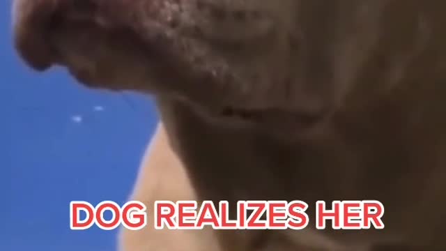 Poor Mommy dog