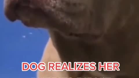 Poor Mommy dog