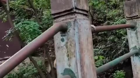 A baby monkey is playing with his mom