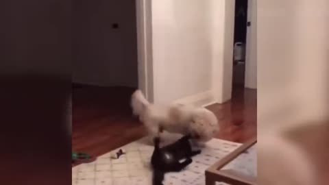 Funniest Dogs And Cats Videos 🐶😻 - Best Funny A