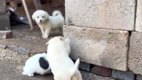 Cute Dog vs cute Dog