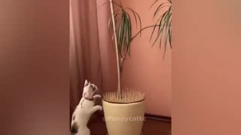Funny animal video. Laugh