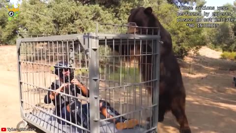 "Wild & Wacky: Animals Gone Funny!"