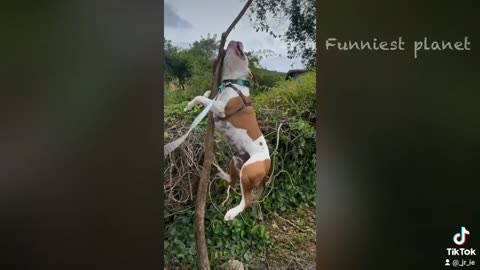 Funny vídeos Rumble 😆