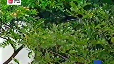 Brian Lara Hit 5 Huge Sixes vs India Singapore Challenge 1999