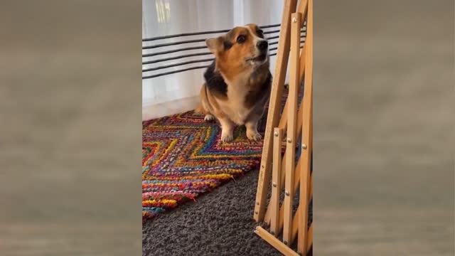 Funny Videos Viral Dogs Compilation 2022
