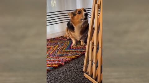 Funny Videos Viral Dogs Compilation 2022
