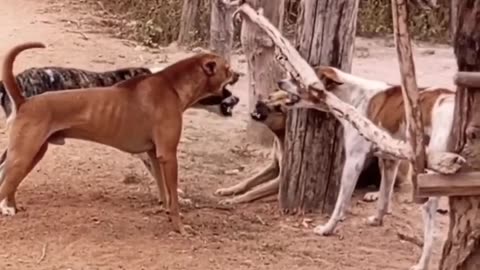 dog and dog Funniest 🤣🤣 Shorts Videos