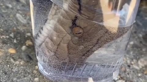 Thirsty Snake #shorts #shortvideo #video #virals #videoviral