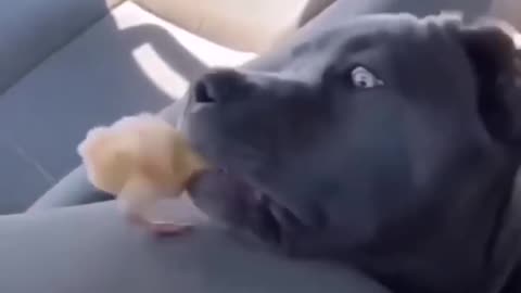 Unleashing Giggles: Hilarious Animal Antics That Will Make Your Day"