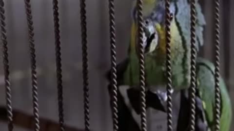 He got owned bt a bird lol #movies #horror #moviescene #movieclips #fyp #scary #foryou #fypシ #moviet