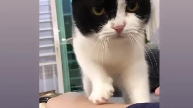 Cute cat ❤️☹️