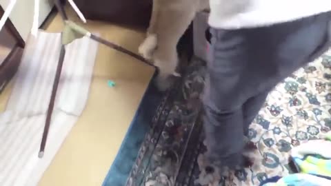 TOP 10 dog barking videos compilation