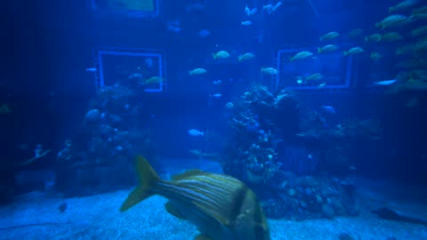 Relaxing Aquarium Video. : tour of Disney aquarium.