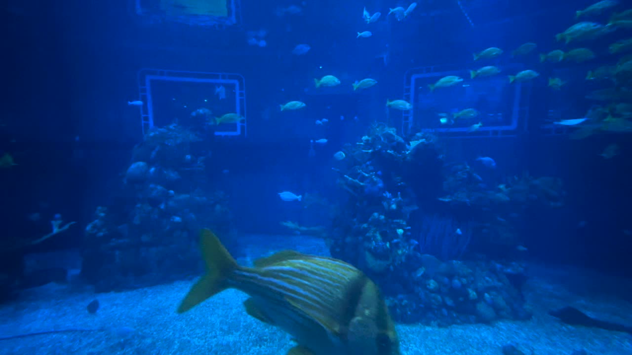 Relaxing Aquarium Video. : tour of Disney aquarium.