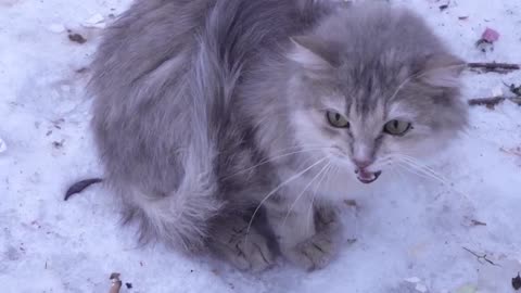 The beggar cat asks him to feed