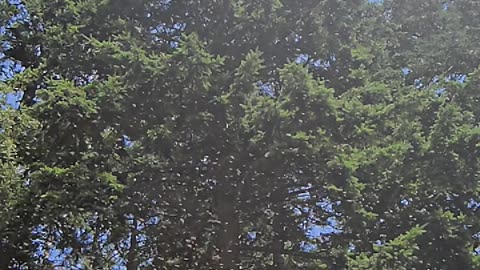 Bee Swarm in Slow-motion!