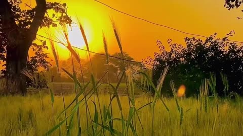 Agriculture is future ll farming 🧺