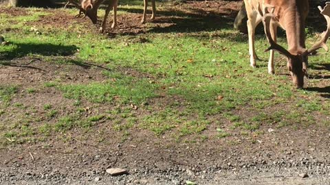 Short video from deer park in Vejle,Denmark