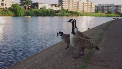 Canadian Geese
