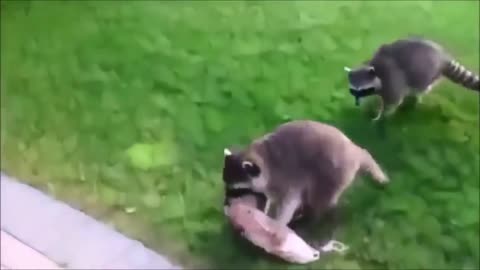 funny raccoons