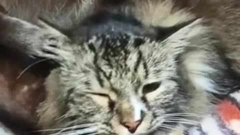 Sweet pet raccoon can't stop loving on cat best friend