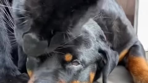 Baby Luna/Pantera Luna