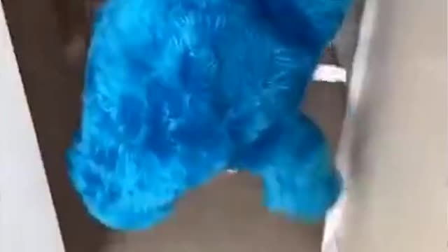 The Top VIRAL Funny Dog Videos - Very Funny Dog Videos